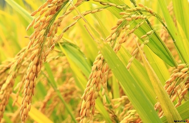 Basmati Rice Farming (Organic)  Info Guide
