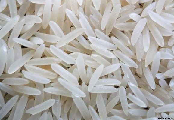 Basmati Rice Farming (Organic)  Info Guide