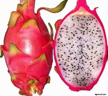 Dragon Fruit Cultivation Information Guide