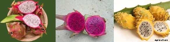 Dragon Fruit Cultivation Information Guide