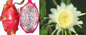 Dragon Fruit Cultivation Information Guide