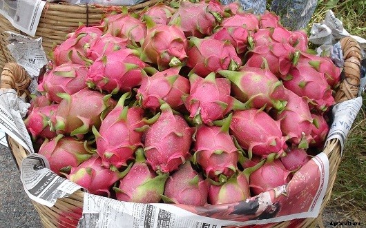 Dragon Fruit Cultivation Information Guide