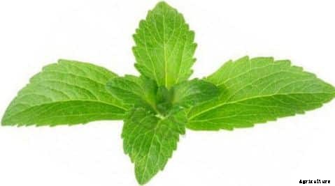 Stevia Plant Farming Information Guide