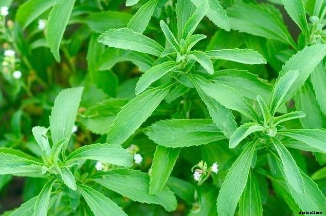 Stevia Plant Farming Information Guide
