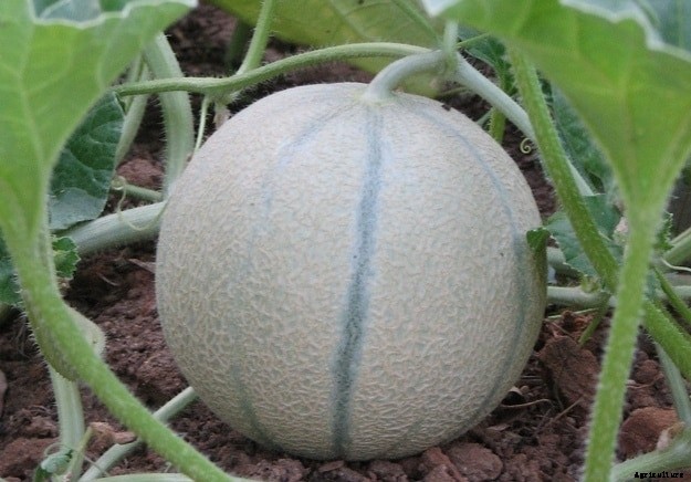 Cantaloupe Farming (Musk melon/Kharbooj)