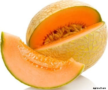 Cantaloupe Farming (Musk melon/Kharbooj)