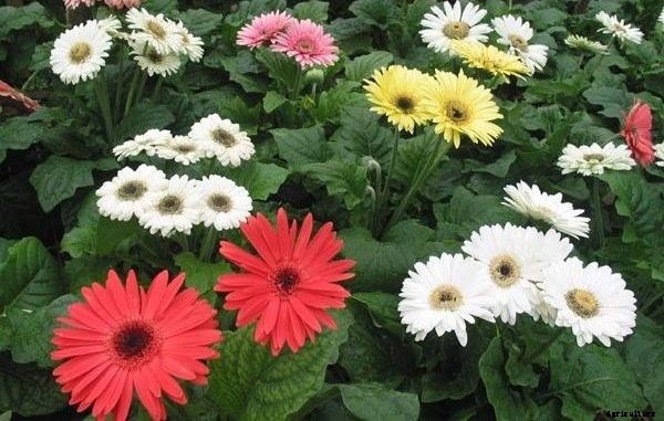 Gerbera Flower Farming Information Guide