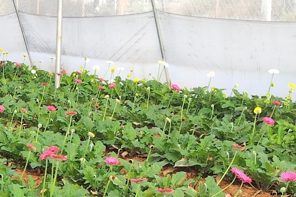 Gerbera Flower Farming Information Guide
