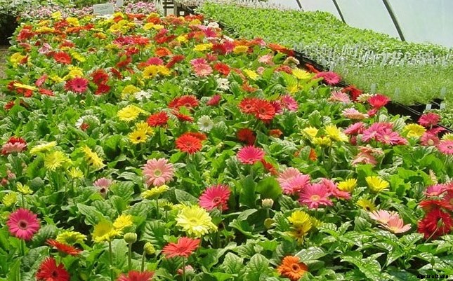 Gerbera Flower Farming Information Guide