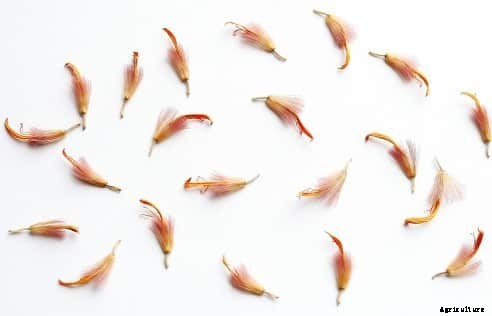 Gerbera Flower Farming Information Guide