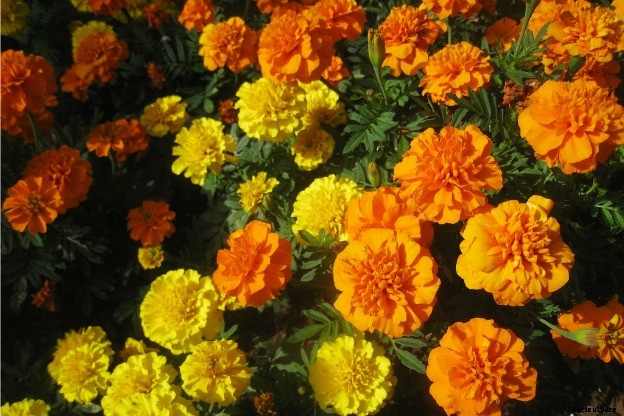 Marigold Farming Information Detailed Guide