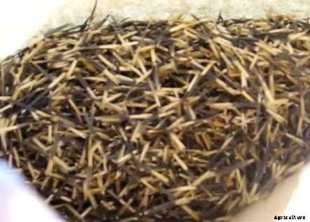 Marigold Farming Information Detailed Guide