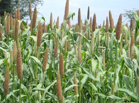Bajra Cultivation Information (Pearl Millet); Planting, Care