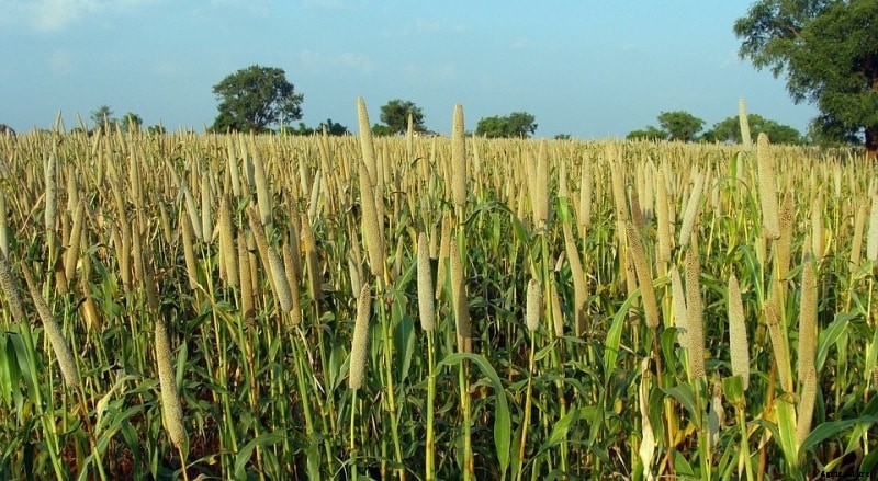 Bajra Cultivation Information (Pearl Millet); Planting, Care