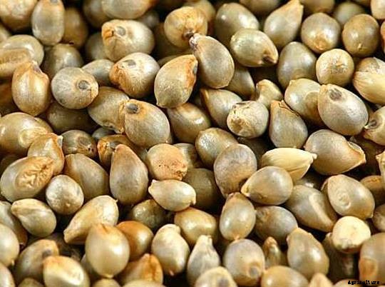 Bajra Cultivation Information (Pearl Millet); Planting, Care