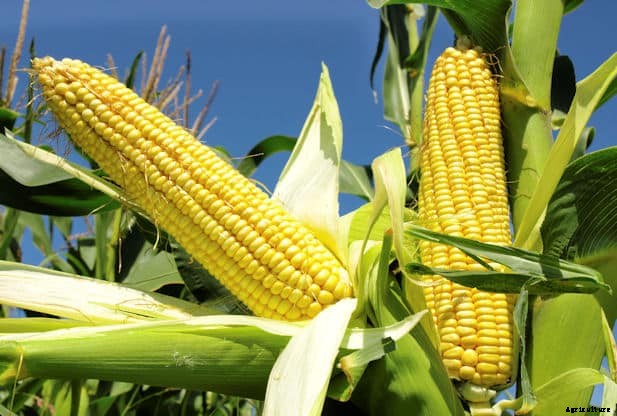 Maize Farming (Corn) Information Detailed Guide
