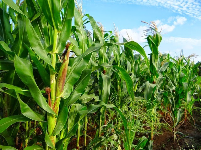 Maize Farming (Corn) Information Detailed Guide