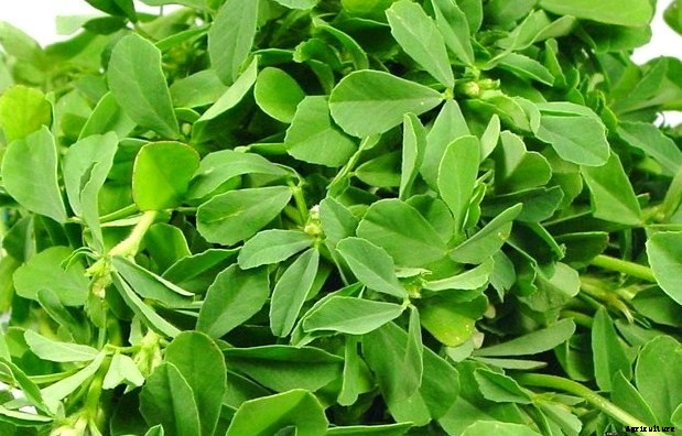 Fenugreek Farming (Methi) Techniques, Tips, and Ideas