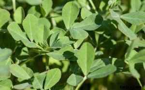 Fenugreek Farming (Methi) Techniques, Tips, and Ideas