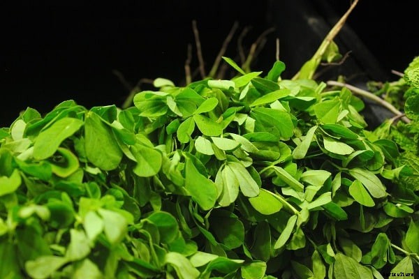 Fenugreek Farming (Methi) Techniques, Tips, and Ideas