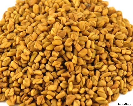 Fenugreek Farming (Methi) Techniques, Tips, and Ideas