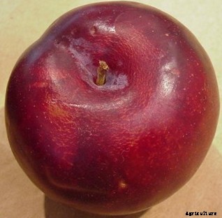 Plum Varieties (Commercial) Information in India