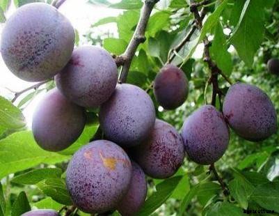 Plum Varieties (Commercial) Information in India