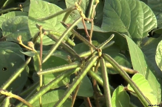 Green Gram Cultivation Information Guide