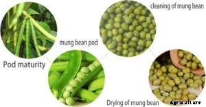 Green Gram Cultivation Information Guide