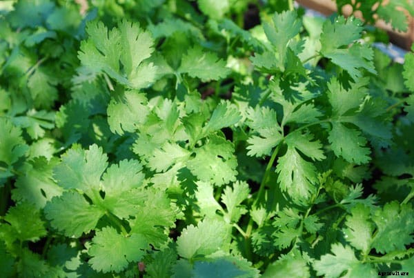 Coriander Cultivation Information Guide