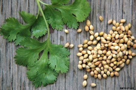 Coriander Cultivation Information Guide