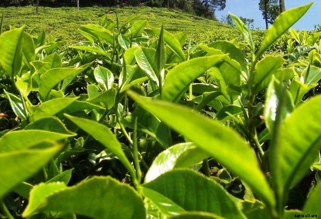 Tea Farming Information Detailed Guide
