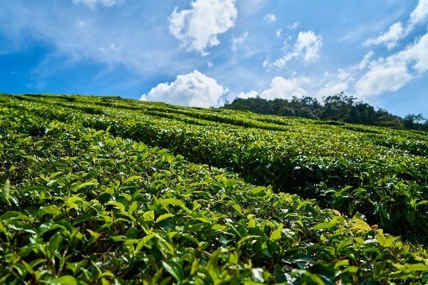 Tea Farming Information Detailed Guide