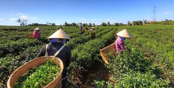 Tea Farming Information Detailed Guide