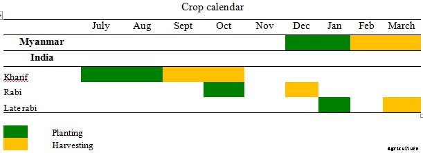 Black Gram Cultivation (Urad Dal)  Guide