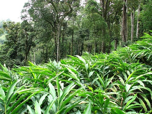 Cardamom Farming (Elaichi), Planting, Care, Harvesting