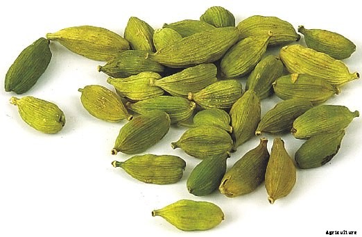 Cardamom Farming (Elaichi), Planting, Care, Harvesting