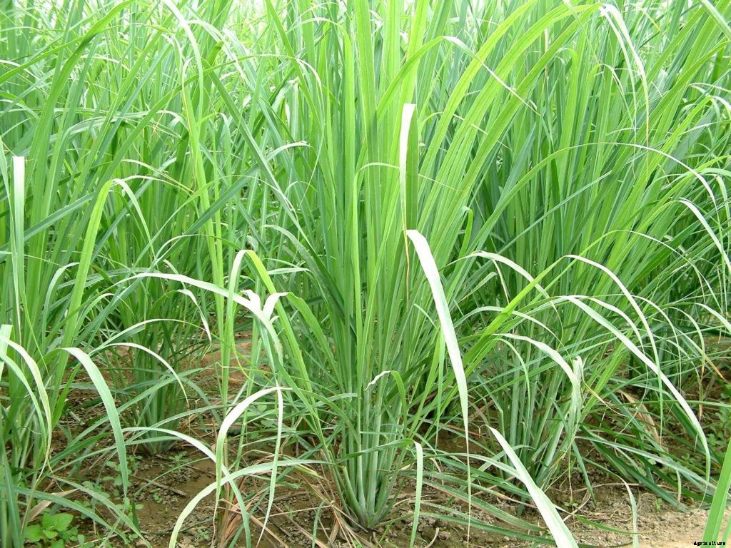 Lemon Grass Farming, Planting, Care, and Harvesting