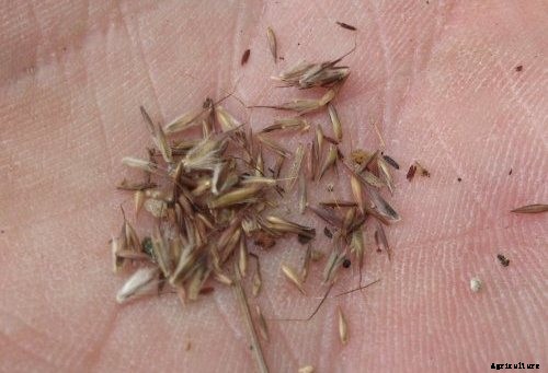 Lemon Grass Farming, Planting, Care, and Harvesting