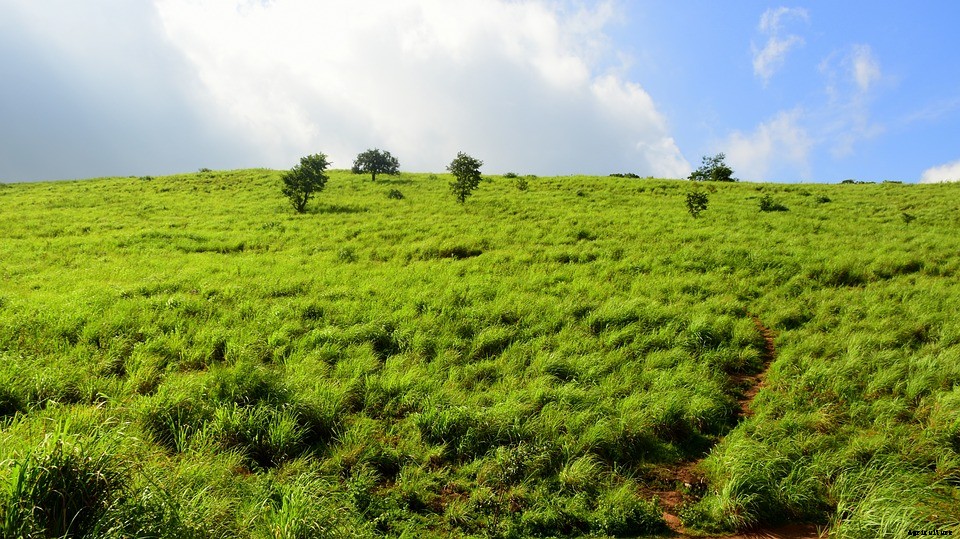 Lemon Grass Farming, Planting, Care, and Harvesting
