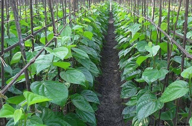 Betel Leaf Farming; Planting; Care; Harvesting Guide