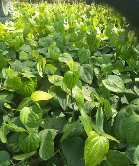 Betel Leaf Farming; Planting; Care; Harvesting Guide
