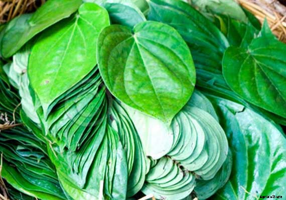 Betel Leaf Farming; Planting; Care; Harvesting Guide