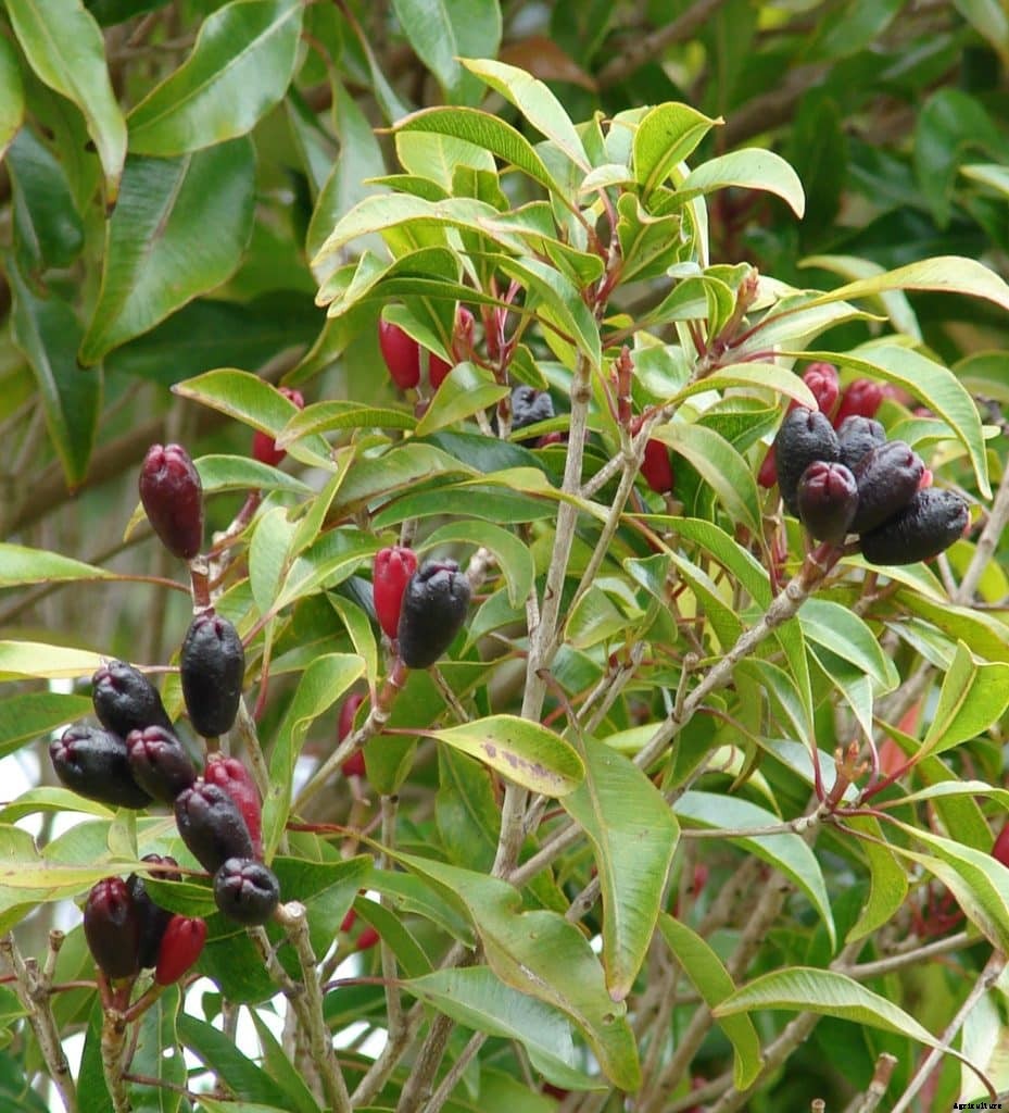 Clove Cultivation, Planting, Care, Harvesting Guide