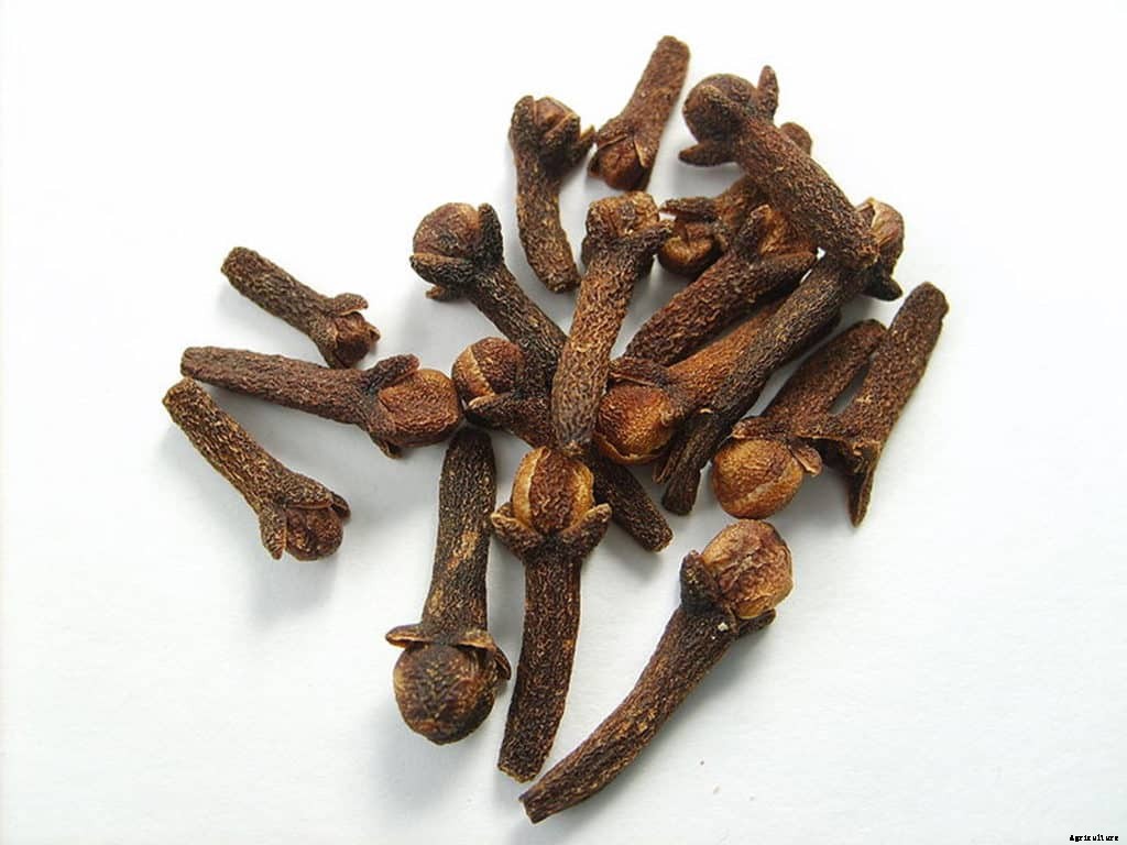 Clove Cultivation, Planting, Care, Harvesting Guide
