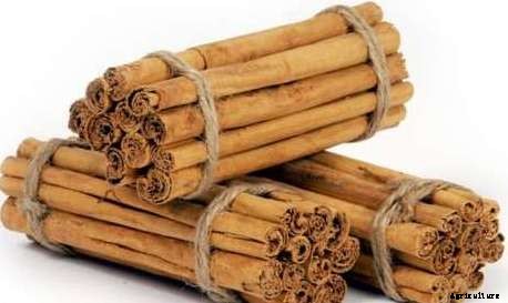 Cinnamon Farming, Planting, Care, Harvesting Guide