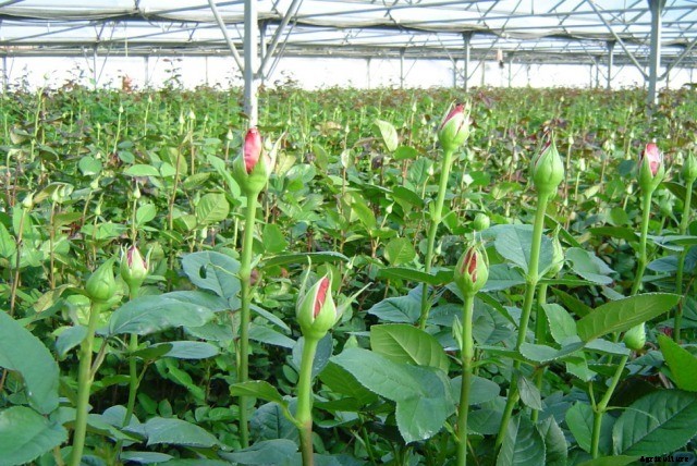 Polyhouse Farming Profits; Cost; Advantages