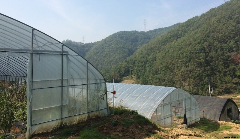 Polyhouse Farming Profits; Cost; Advantages