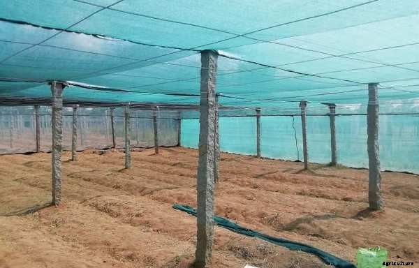 Polyhouse Farming Profits; Cost; Advantages