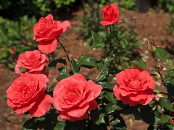Rose Farming, Planting, Care, Harvesting – A Full Guide